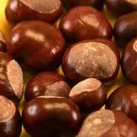 Ohio Buckeye Candy