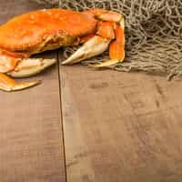 Dungeness Crab